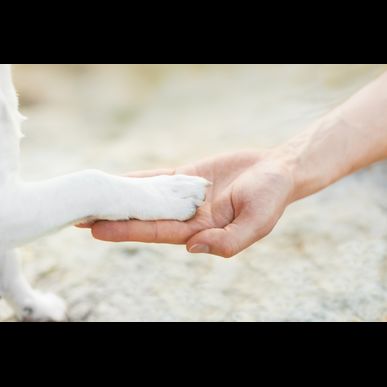 ペットがいるご家庭でも安心して利用できるサービスを提供いたします