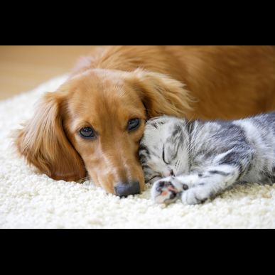 富士市でペットがいるご家庭の襖や障子の張替ならぜひお任せください