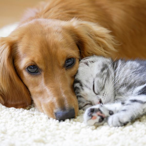 富士市でペットがいるご家庭の襖や障子の張替ならぜひお任せください