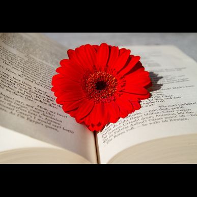 富士市の網戸張替えなら金沢屋由比店へおまかせください